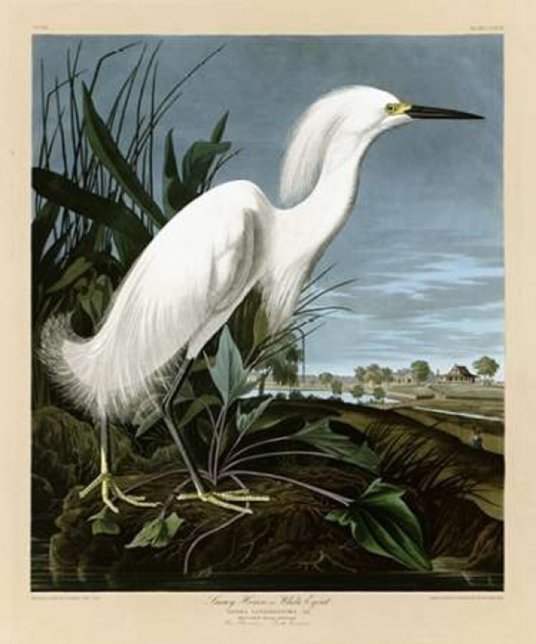 Snowy Heron or White Egret Poster Print by John James Audubon - Item # VARPDXJJA242